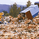 A dumptruck unloads copies of <I>Time</I>'s recent Earth Day issue (below) at a Staten Island landfill.